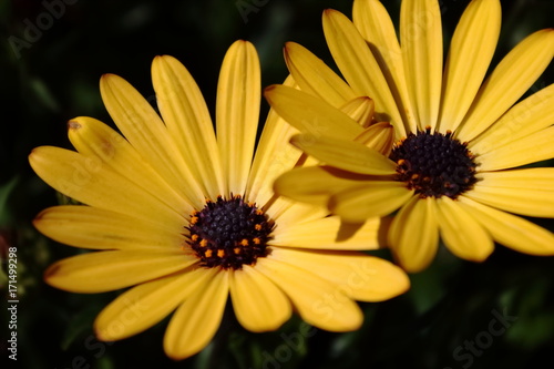 Yellow daisy