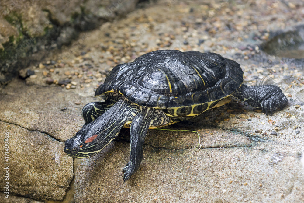 Obraz premium Red-eared Slider Brazos Bend State Park, Texas