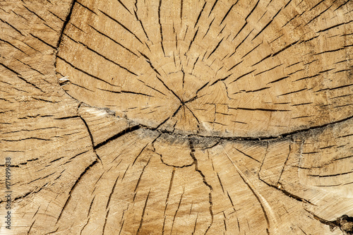 Wooden Rings Texture Close Up