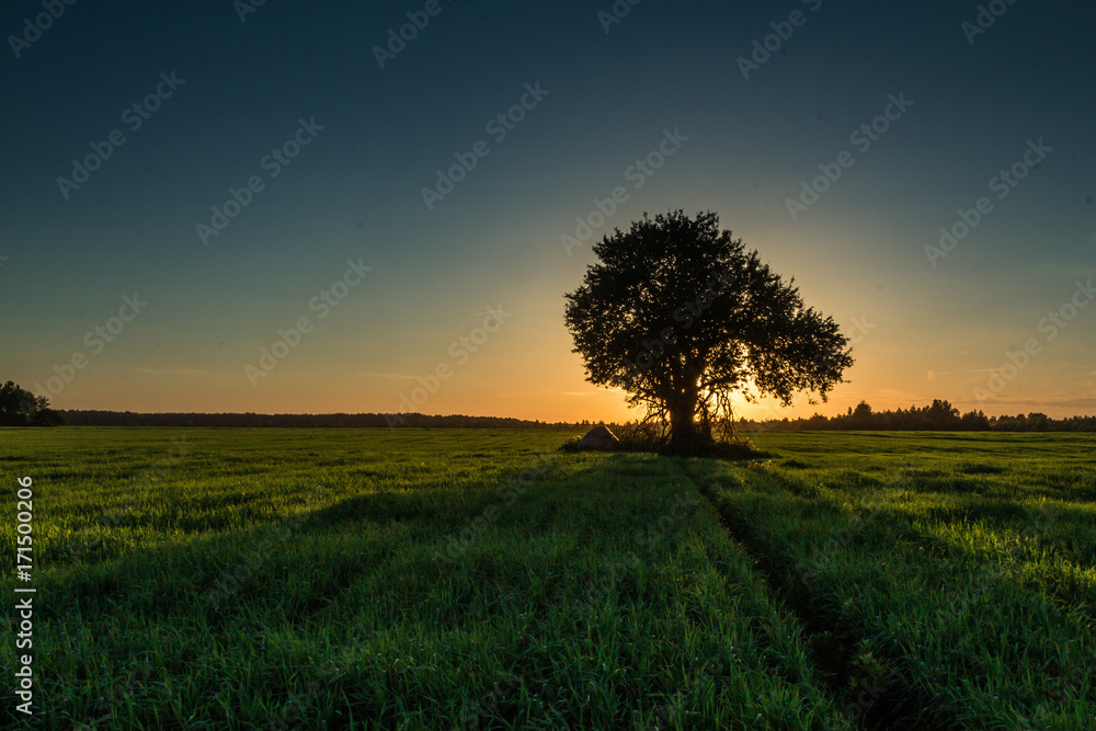 Fototapeta premium Lonely tree in a field at sunset
