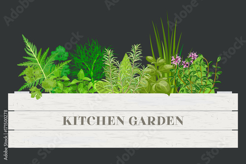 White wooden crate of farm fresh cooking herbs with labels in wooden box. Greenery basil, rosemary, chives, thyme, oregano with text.