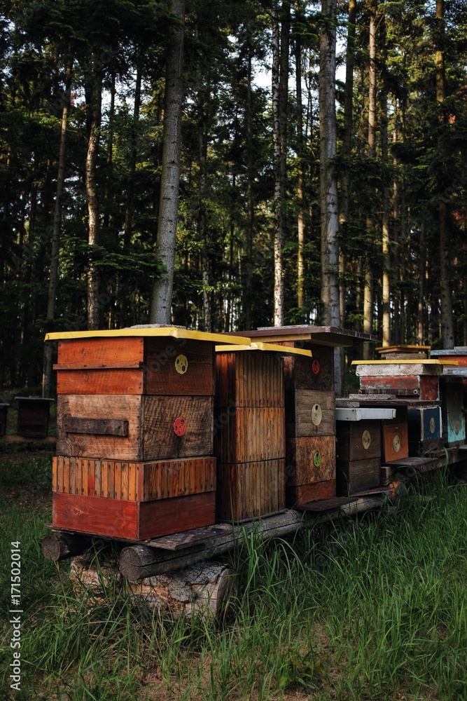 beehives beehives