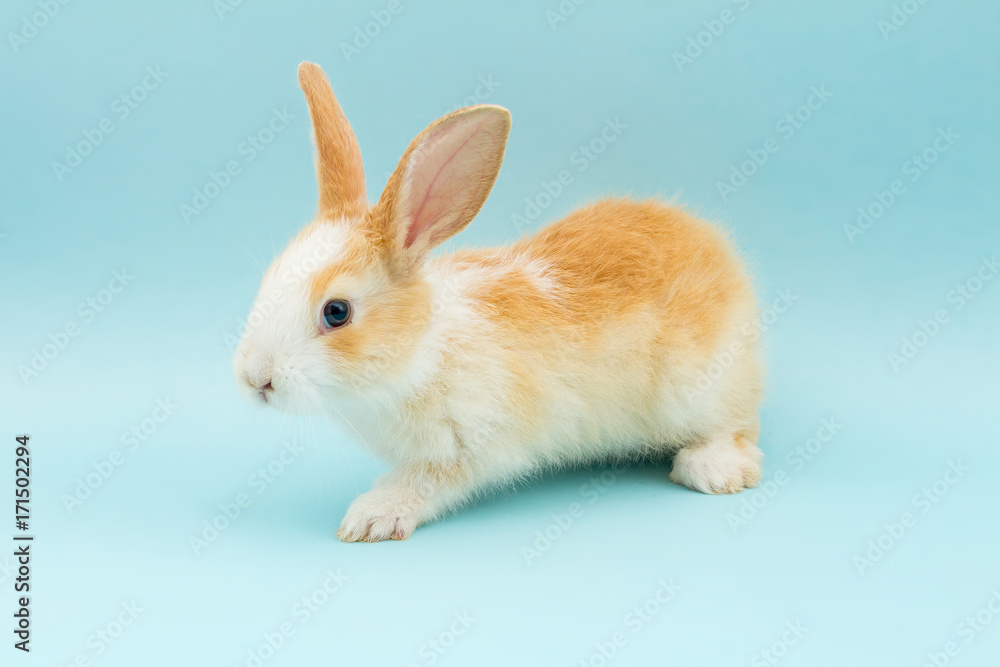 Adorable conejo