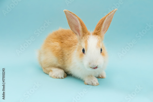 Adorable conejo
