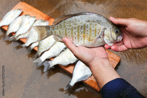Fresh surf perch laid on a board for washing