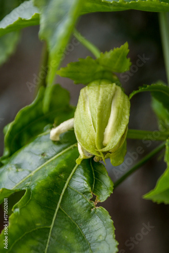Wallpaper Mural Mortágua, Portugal Torontodigital.ca