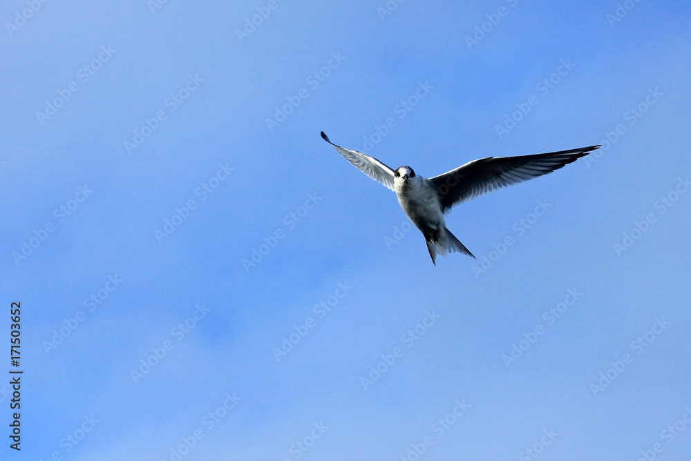 Obraz premium Arctic Tern flying, blue sky, Antarctic Peninsula Antarctica