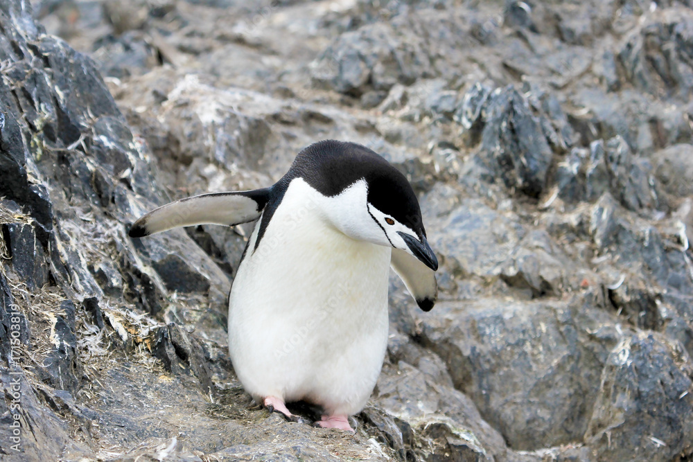 Naklejka premium Wild chinstrap penguins standing on Antarctica Peninsula