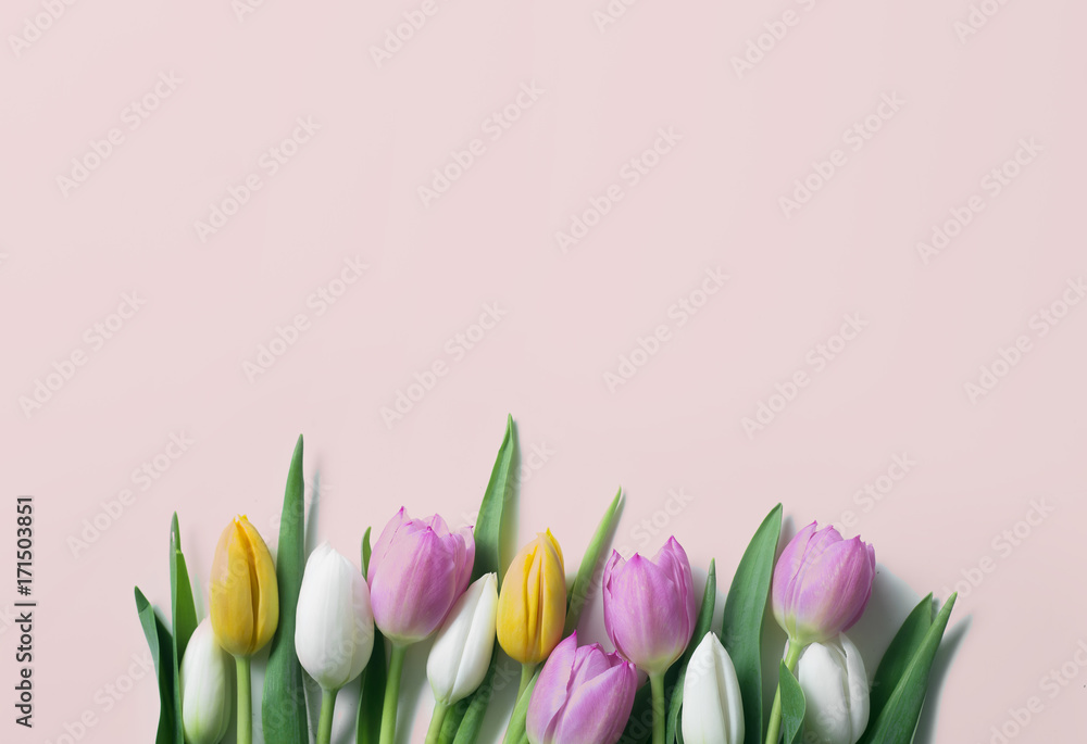 Tulip background concept