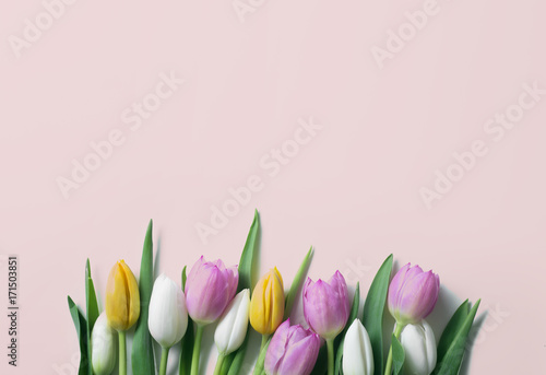 Fototapeta Naklejka Na Ścianę i Meble -  Tulip background concept