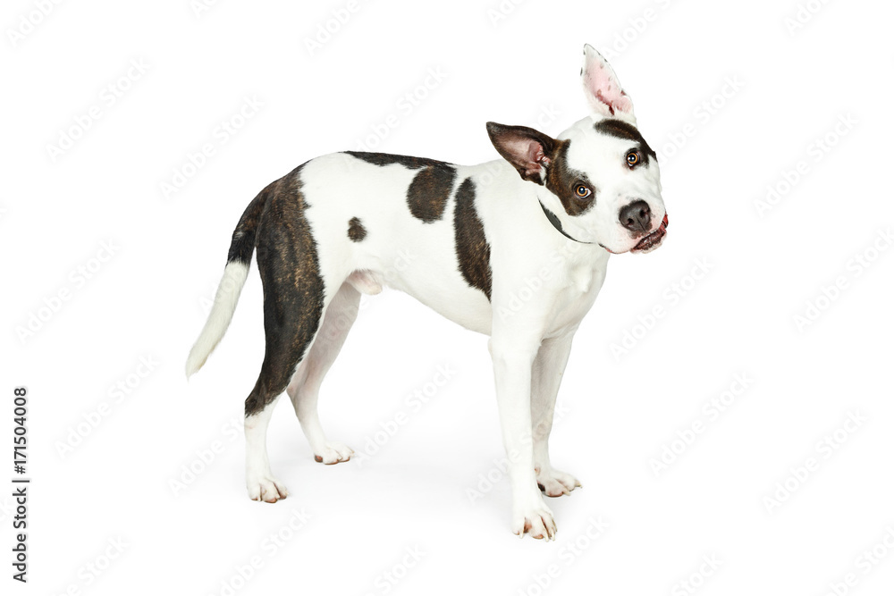 Bull Terrier Crossbreed Dog Tilting Head