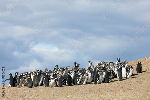 Magellanic Penguin group, spheniscus magellanicus, Falkland Islands, Islas Malvinas