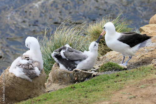 Black Browed Albatross, thalassarche melanophris, Falkland Islands, Islas Mavinas photo