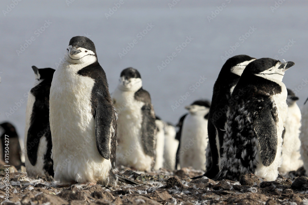 Obraz premium Wild chinstrap penguins standing on Antarctica Peninsula