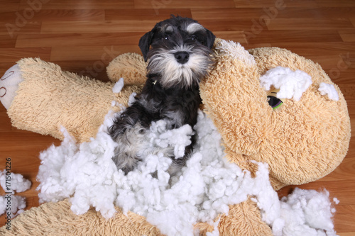 Bad naughty schnauzer dog destroyed plush toy