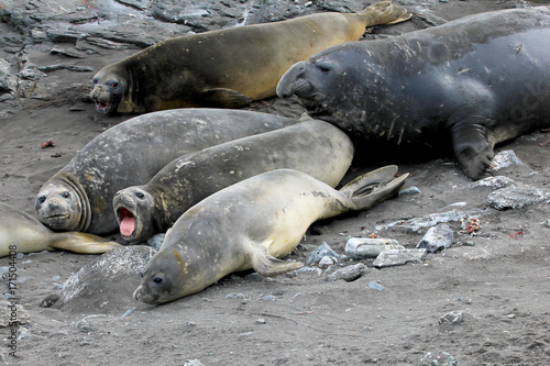 Elephant Seals  Mirounga Leonina  Antarctic Peninsula Antarctica