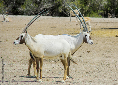 Oryx in Abu Dhabi