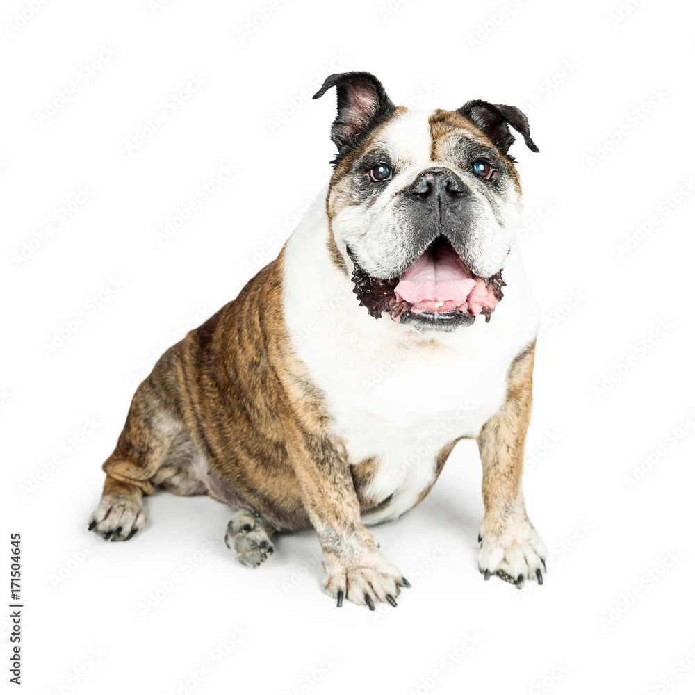 Fototapeta premium Friendly Bulldog Isolated on White