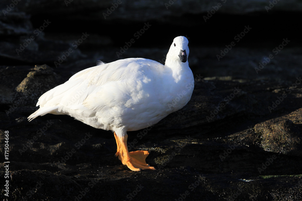 White male of Kelp Goose, chloephaga hybrida, in Falkland Islands, Malvinas White male of Kelp Goose, chloephaga hybrida, in Falkland Islands, Malvinas