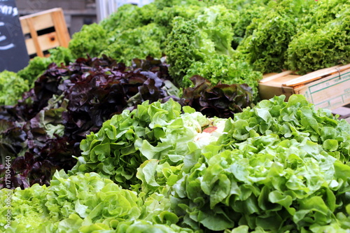Fresh organic lettuce for sales on a French market stall