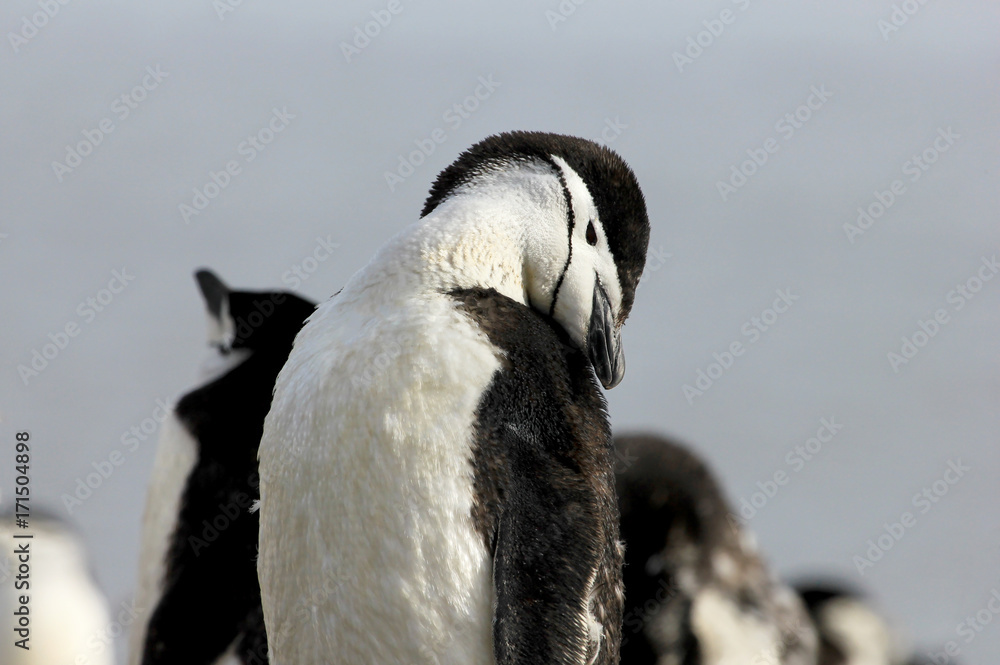 Fototapeta premium Wild chinstrap penguins standing on Antarctica Peninsula