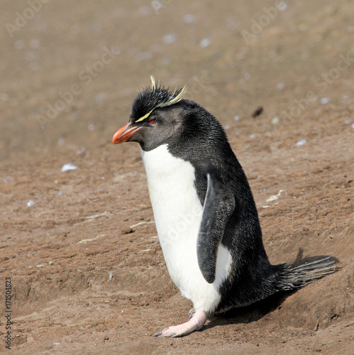 Rockhopper penguin in the rookery, Falkland Islands photo