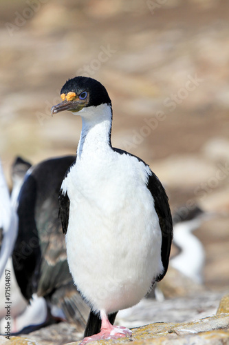 Imperial Shag Cormorant, phalacrocorax atriceps, Falkland Islands, Islas Malvinas