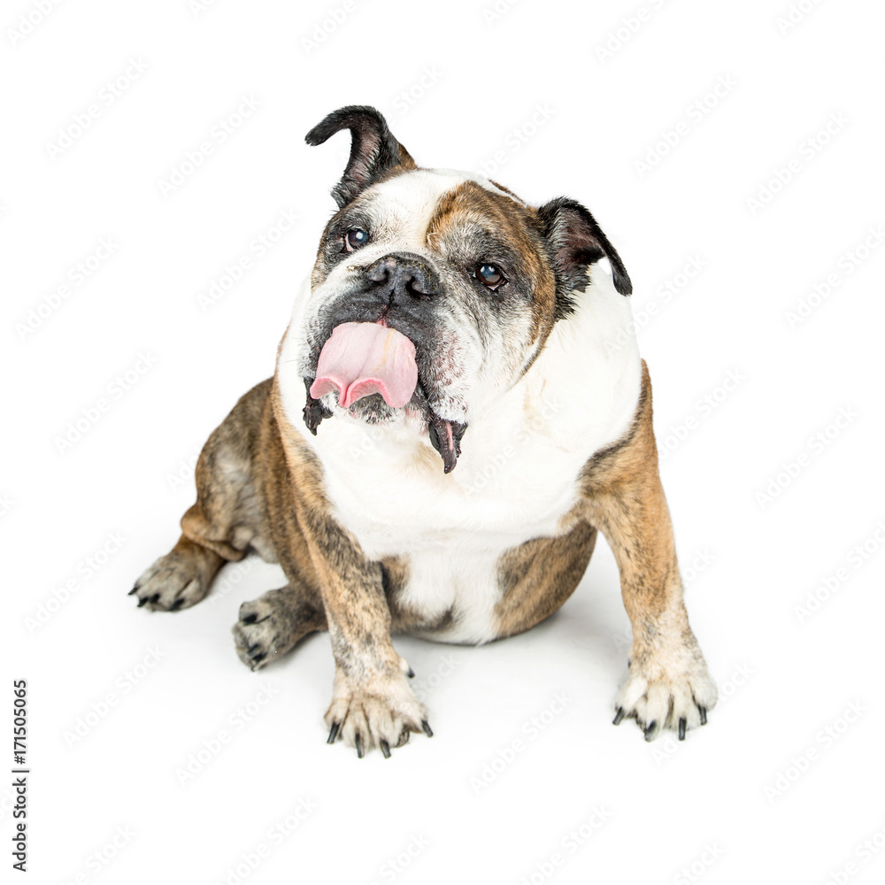 Funny Bulldog With Tongue Sticking Out