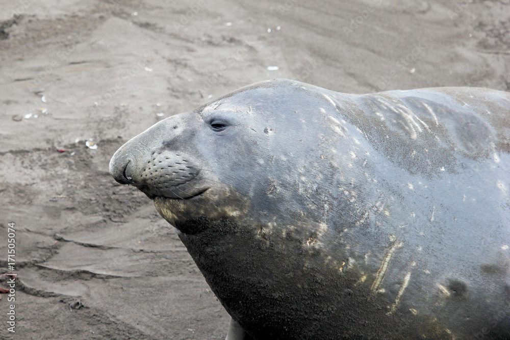 Fototapeta premium Elephant Seal, Mirounga Leonina, Antarctic Peninsula Antarctica