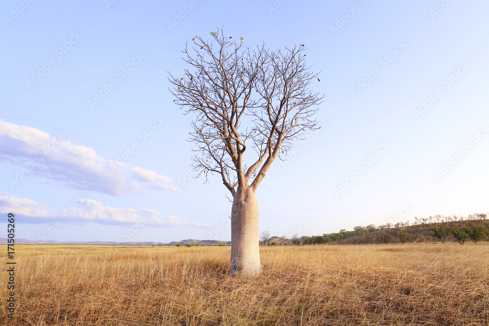 Boab tree. Wyndham. Western Australia. Boab tree. Wyndham. Western Australia.