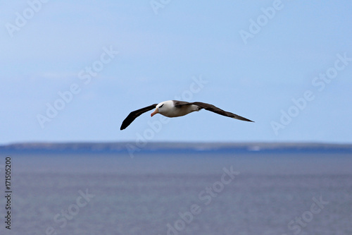 Flying Black Browed Albatross, thalassarche melanophris, Falkland Islands, Islas Mavinas