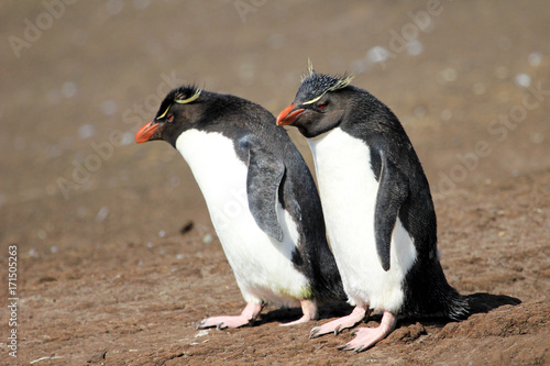 Rockhopper penguin in the rookery, Falkland Islands photo