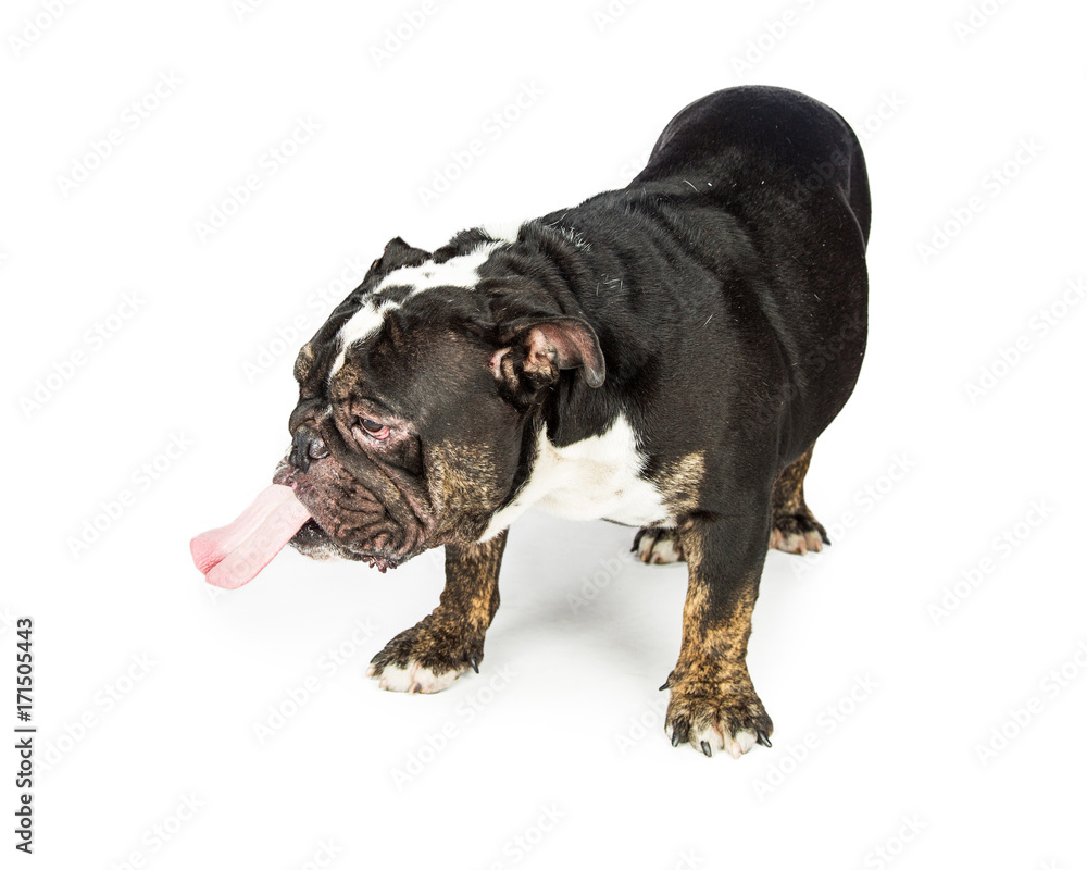 Funny Dog Sticking Tongue Out to Lick Funny Dog Sticking Tongue Out to Lick