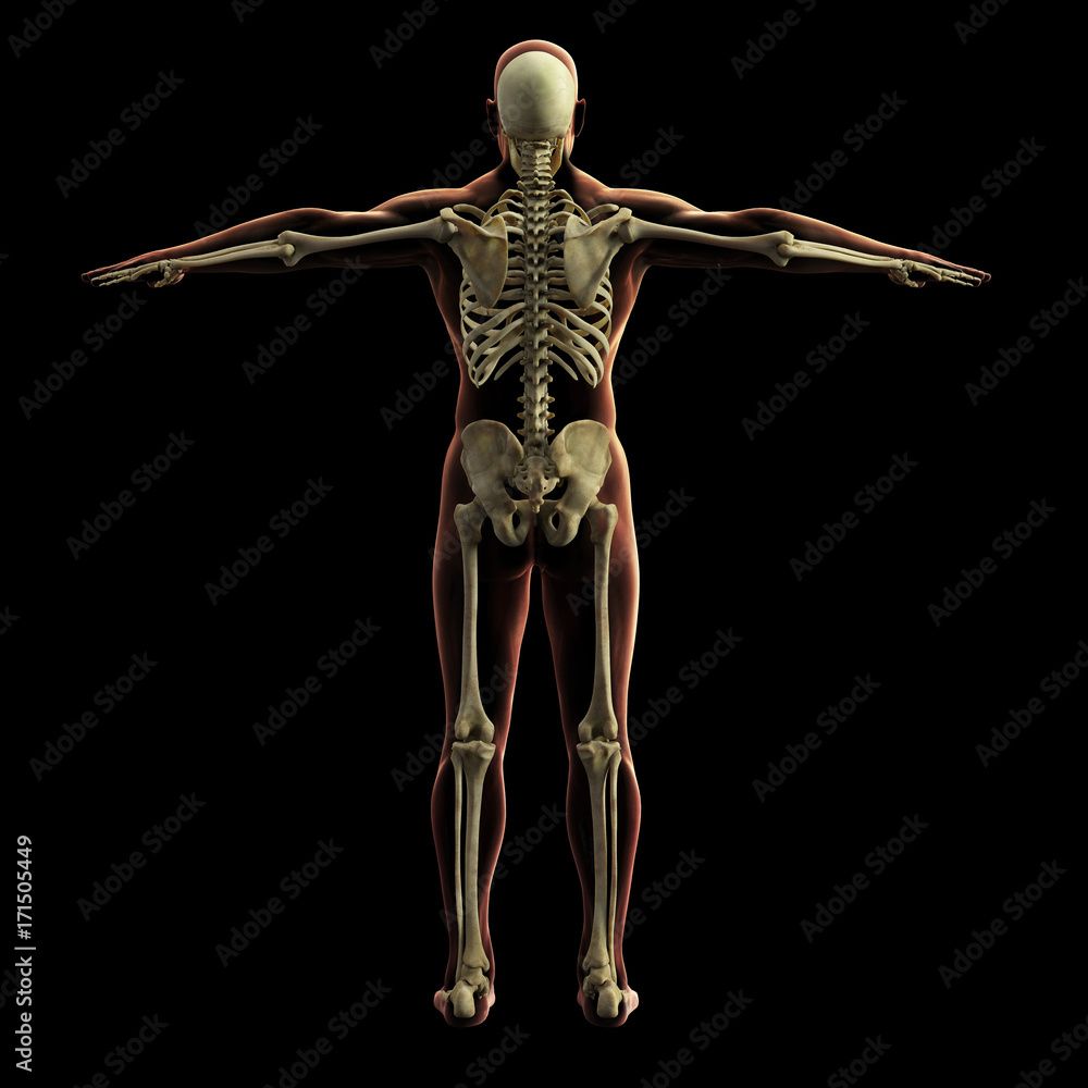 Digital skeleton model, 3d rendering, black background