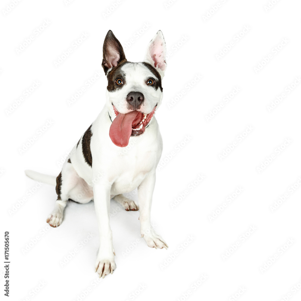 Happy Large Dog on White Tongue Hanging Out