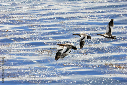 Flying Kelp Geese, Falkland Islands, Islas Malvinas photo