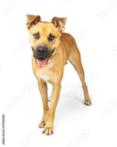 Happy Yellow Mixed Breed Dog Standing