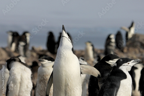 Obraz na plátně Wild chinstrap penguins standing on Antarctica Peninsula