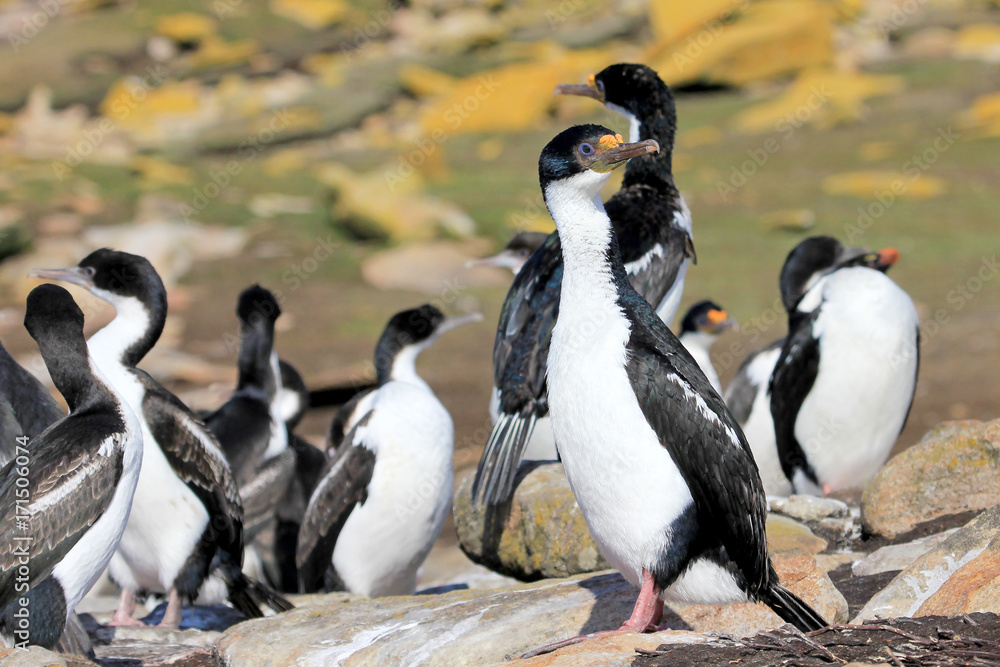 Naklejka premium Imperial Shag Cormorant, phalacrocorax atriceps, Falkland Islands, Islas Malvinas