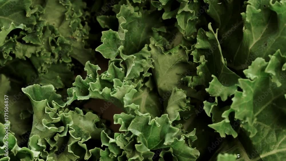 Closeup of fresh green kale leaves curly leafed cabbage as background. Super food organic nutrition. Dolly slider shot 4K ProRes HQ codec Closeup of fresh green kale leaves curly leafed cabbage as background. Super food organic nutrition. Dolly slider shot 4K ProRes HQ codec