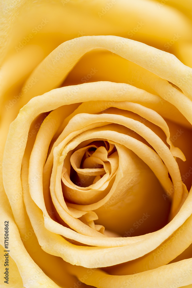 Yellow Rose Yellow Rose