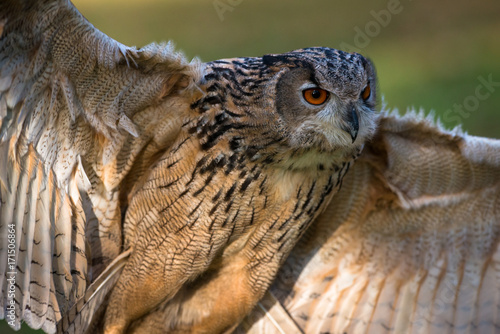 Eurasian eagle-owl (Bubo bubo) photo