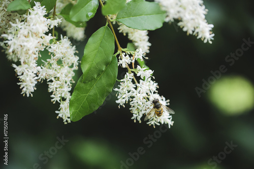 Hoverfly perching on european privet flowers