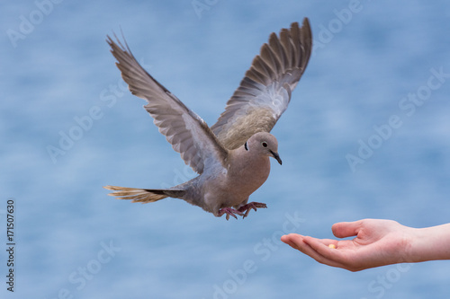 Eurasian collared dove photo