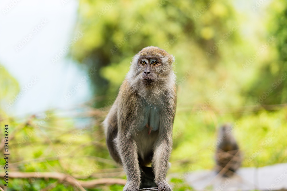 Female long tailed or crab eating macaque