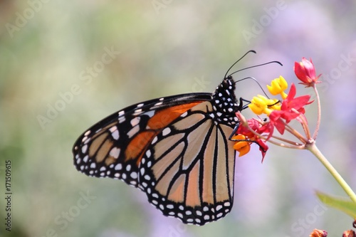 Monarch on Tiny Flowers © jamibassman