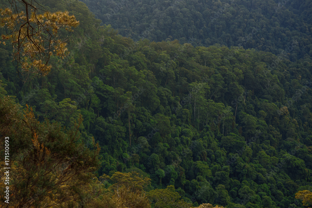 Naklejka premium Mountain view from the Gold Coast Hinterlands
