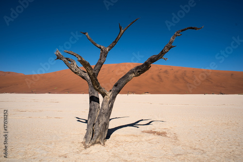 Dead tree and clay pan in Dead Vlei, Sossusvlei, Namibia