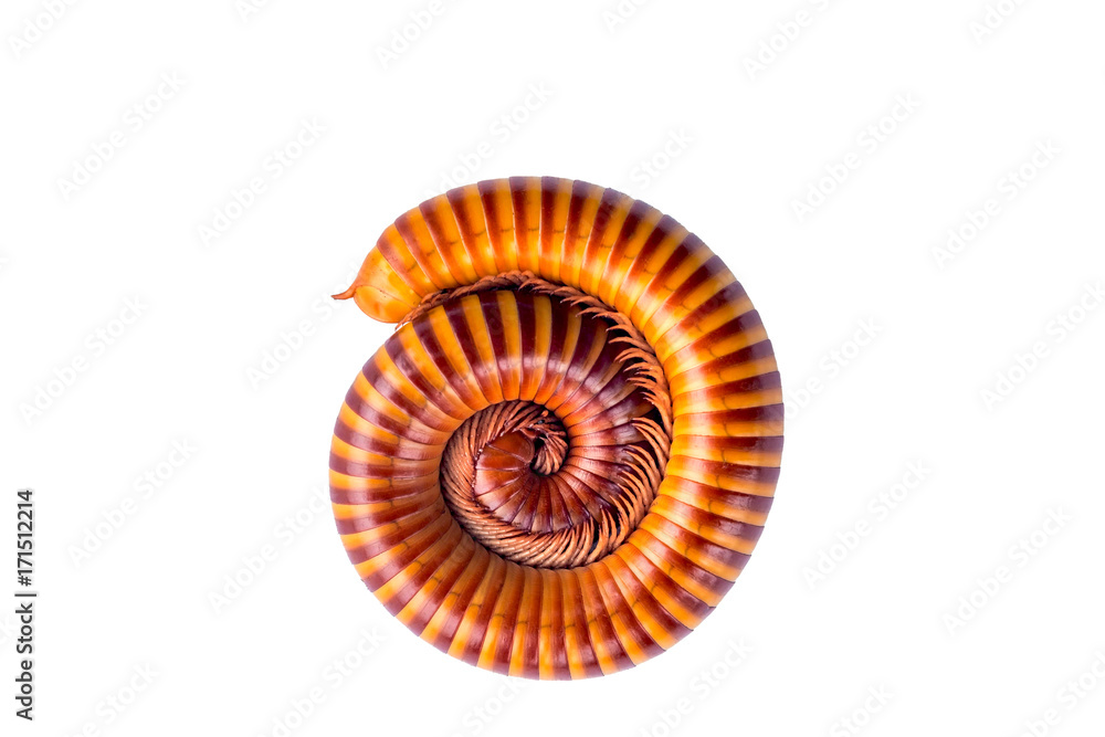 millipede isolated on white background , with cliping path millipede isolated on white background , with cliping path