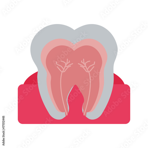 molar tooth inside dentistry icon image vector illustration design 
